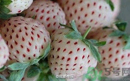 菠蘿莓好吃嗎？菠蘿莓好不好吃？