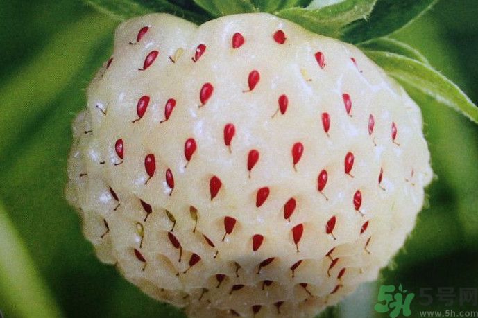 菠蘿莓好吃嗎？菠蘿莓好不好吃？