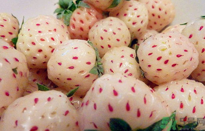 菠蘿莓孕婦能吃嗎？菠蘿莓懷孕可以吃嗎？