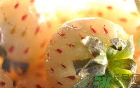 菠蘿莓孕婦能吃嗎？菠蘿莓懷孕可以吃嗎？