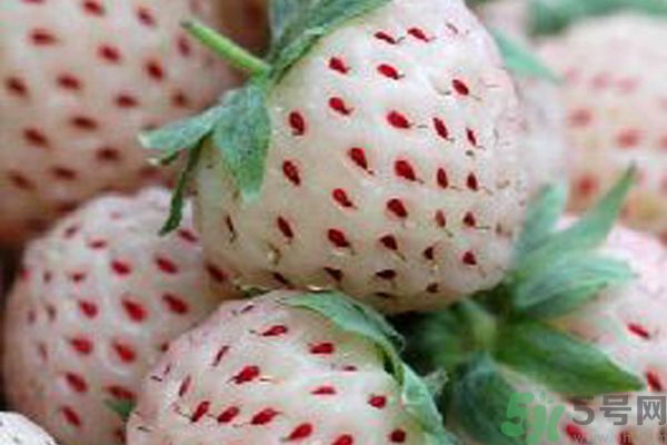 菠蘿莓孕婦能吃嗎？菠蘿莓懷孕可以吃嗎？