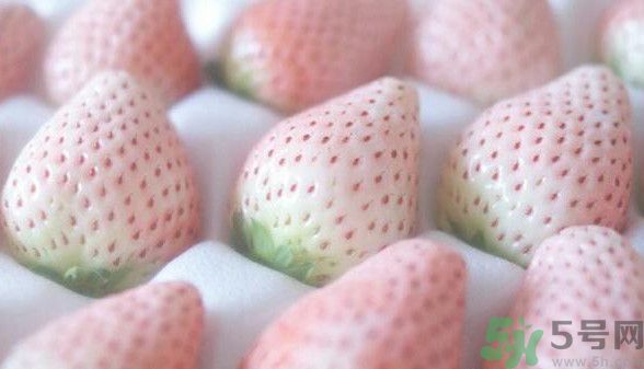 寶寶能吃菠蘿莓嗎？嬰幼兒能吃菠蘿莓嗎？