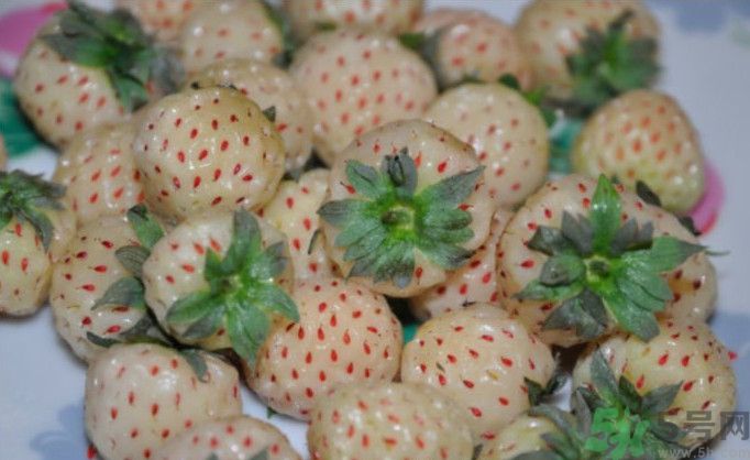 寶寶能吃菠蘿莓嗎？嬰幼兒能吃菠蘿莓嗎？