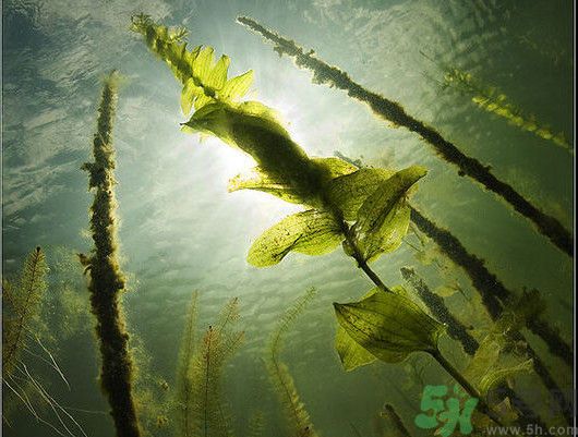 海帶用冷水泡還是熱水泡發(fā)？海帶怎么泡才不會發(fā)硬？