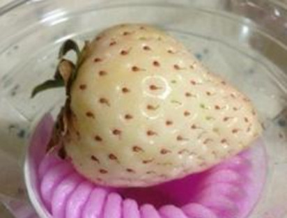 懷孕初期能吃菠蘿莓嗎？懷孕5個(gè)月可以吃菠蘿莓嗎？