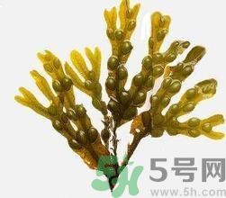 哪種海帶吃起來比較好？海帶有什么類別？