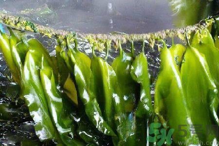 哪種海帶吃起來比較好？海帶有什么類別？