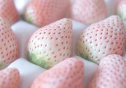 寶寶能吃菠蘿莓嗎？嬰幼兒能吃菠蘿莓嗎？