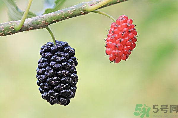 哺乳期能不能吃桑葚？桑葚產(chǎn)婦能吃嗎？