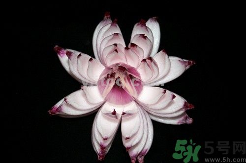 洋蔥可以包餃子嗎？洋蔥怎么做餃子餡？