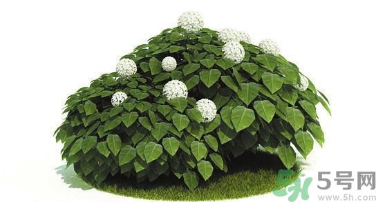 吸收毒氣的植物有哪些？凈化空氣的植物有哪些？