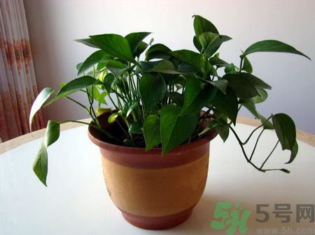 吸收毒氣的植物有哪些？凈化空氣的植物有哪些？
