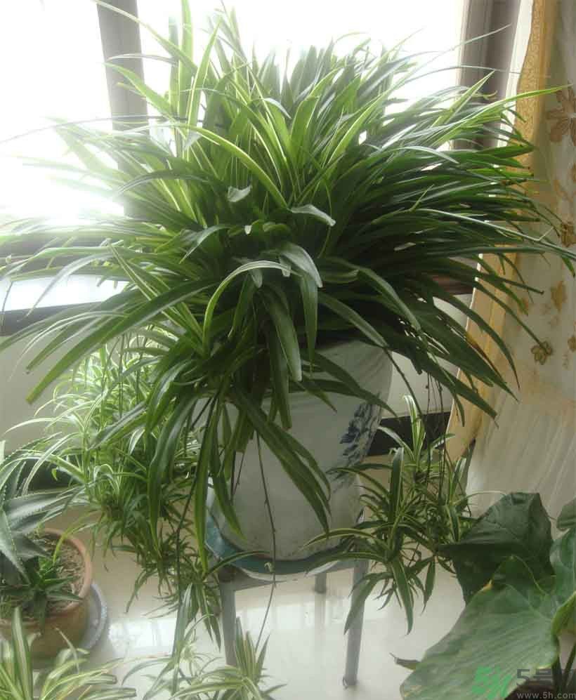 吸收毒氣的植物有哪些？凈化空氣的植物有哪些？