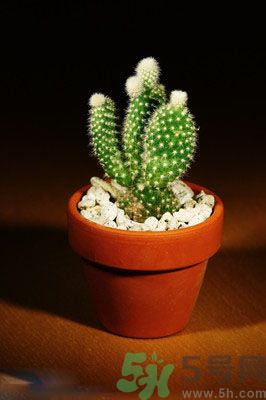 吸收毒氣的植物有哪些？凈化空氣的植物有哪些？