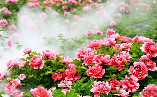牡丹的花語是什么？牡丹的寓意是什么？