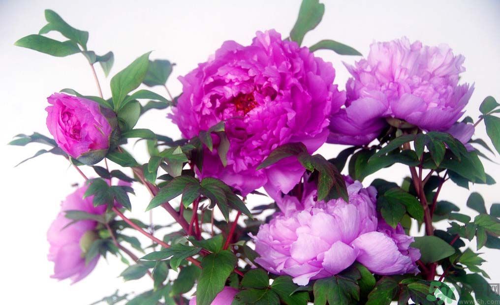 牡丹的花語是什么？牡丹的寓意是什么？