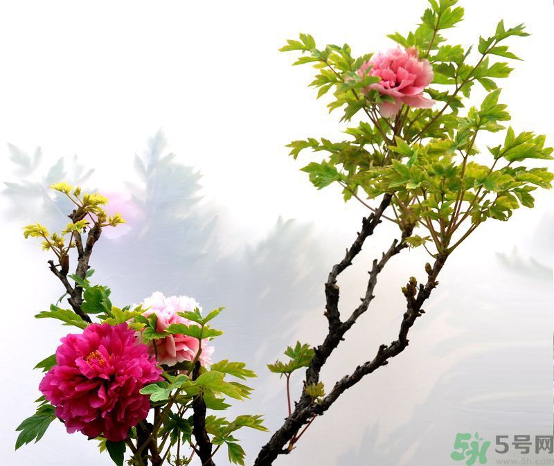 牡丹的花語是什么？牡丹的寓意是什么？