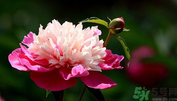牡丹花可以吃嗎？牡丹花怎么做好吃？