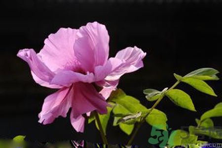 牡丹花可以吃嗎？牡丹花怎么做好吃？