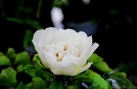 牡丹花可以吃嗎？牡丹花怎么做好吃？