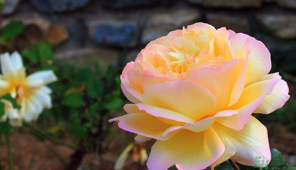 牡丹花茶可以美白嗎？喝牡丹花可以美白嗎？