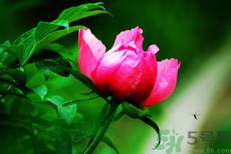 牡丹花茶可以美白嗎？喝牡丹花可以美白嗎？