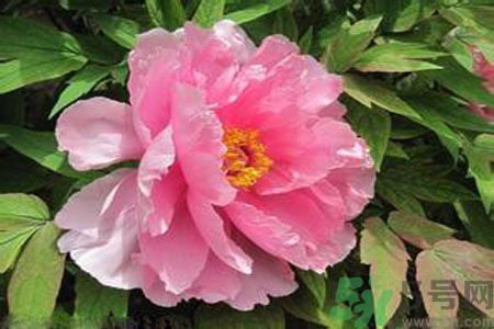 牡丹花茶可以美白嗎？喝牡丹花可以美白嗎？