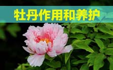 扦插的月季多久會開花？扦插月季多久可開花？
