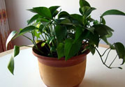 可以吸毒氣的植物有哪些？?jī)艋諝獾闹参镉心男?><p><strong>可以吸毒氣的植物有哪些？?jī)艋諝獾闹参镉心男?/strong></p></a></li> </ul>
</div>
<div   id=