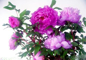 牡丹花可以吃嗎？牡丹花怎么做好吃？