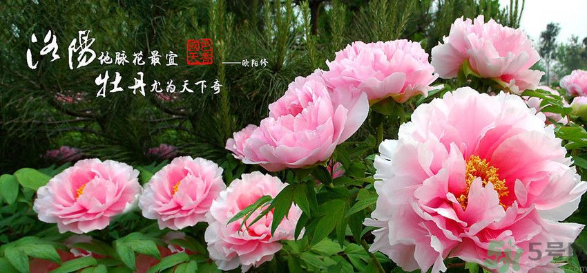 洛陽牡丹文化節(jié)活動有哪些？洛陽牡丹文化節(jié)門票是多少？