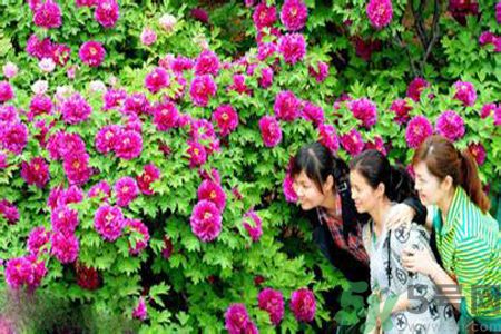洛陽牡丹文化節(jié)活動有哪些？洛陽牡丹文化節(jié)門票是多少？