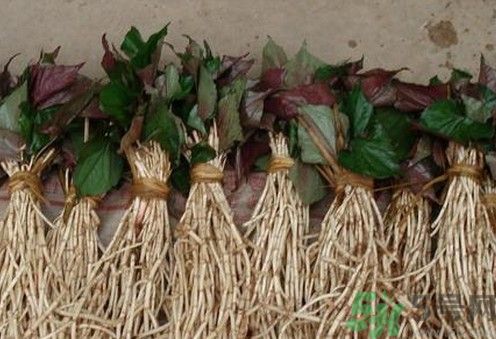 小孩子能喝魚(yú)腥草泡水嗎？小孩喝魚(yú)腥草泡水好嗎？