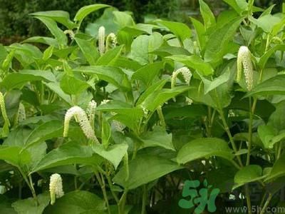 魚腥草可以止咳嗎？魚腥草止咳的辦法有哪些？