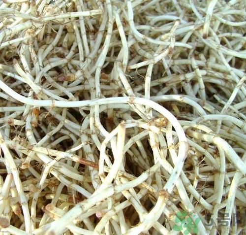烏藥能和魚腥草一起泡茶喝嗎？烏藥和魚腥草一起吃好不好？