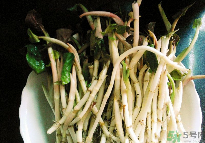 烏藥能和魚腥草一起泡茶喝嗎？烏藥和魚腥草一起吃好不好？