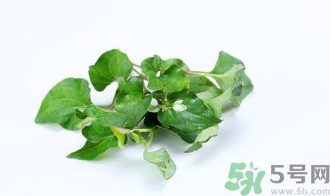 魚(yú)腥草可以抗輻射嗎？魚(yú)腥草怎么防輻射？