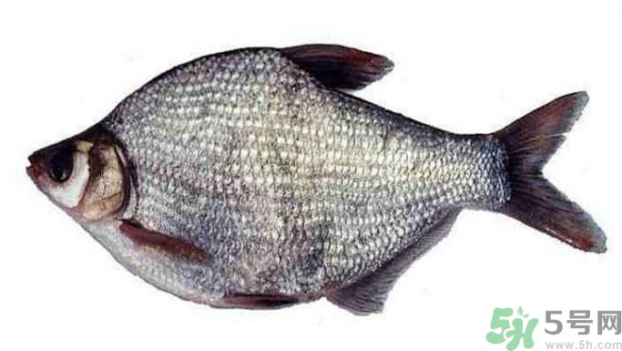 武昌魚是鳊魚嗎？武昌魚和鳊魚區(qū)別哪個(gè)好吃？