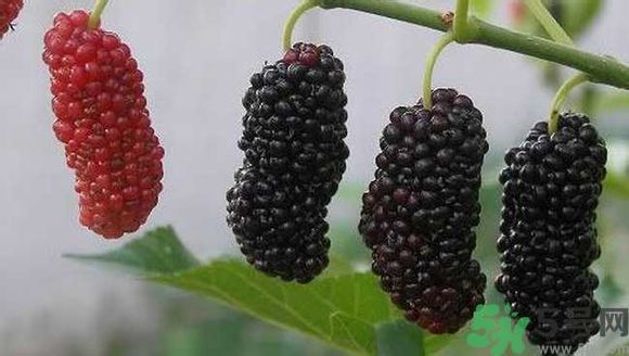 膽囊炎能吃桑葚嗎？膽囊炎吃桑葚好嗎？