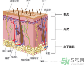 為什么頭發(fā)越來(lái)越油？頭發(fā)應(yīng)該幾天洗一次？