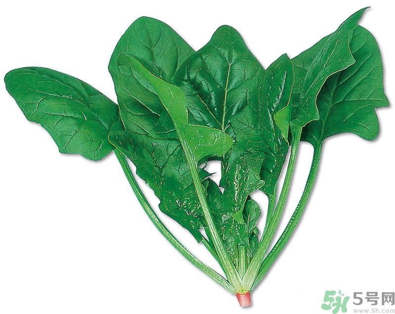菠菜可以炒韭菜嗎？菠菜和韭菜一起吃怎么樣？