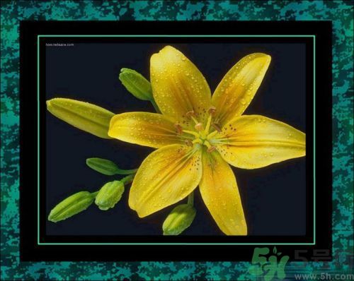 母親節(jié)送什么花好？母親節(jié)應(yīng)該送什么鮮花？