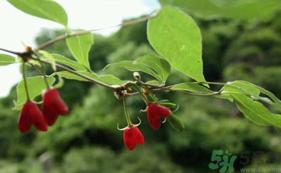 杈杷果好吃嗎？杈杷果的營(yíng)養(yǎng)價(jià)值與功效