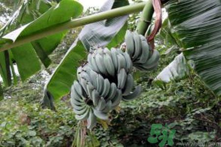 牛奶蕉是熱性還是涼性？牛奶蕉是涼性嗎？