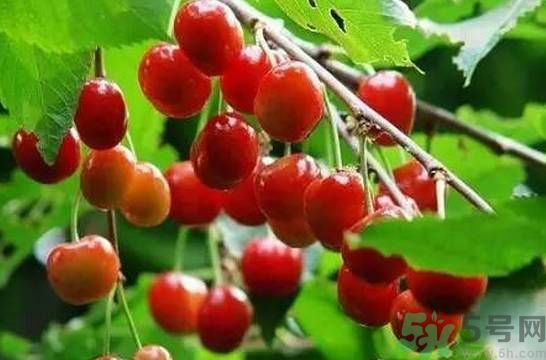吃櫻桃拉肚子怎么辦？吃櫻桃拉肚子是怎么回事？