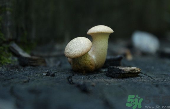 蘑菇有白毛能吃嗎？蘑菇上面長了一層白毛還能吃嗎？