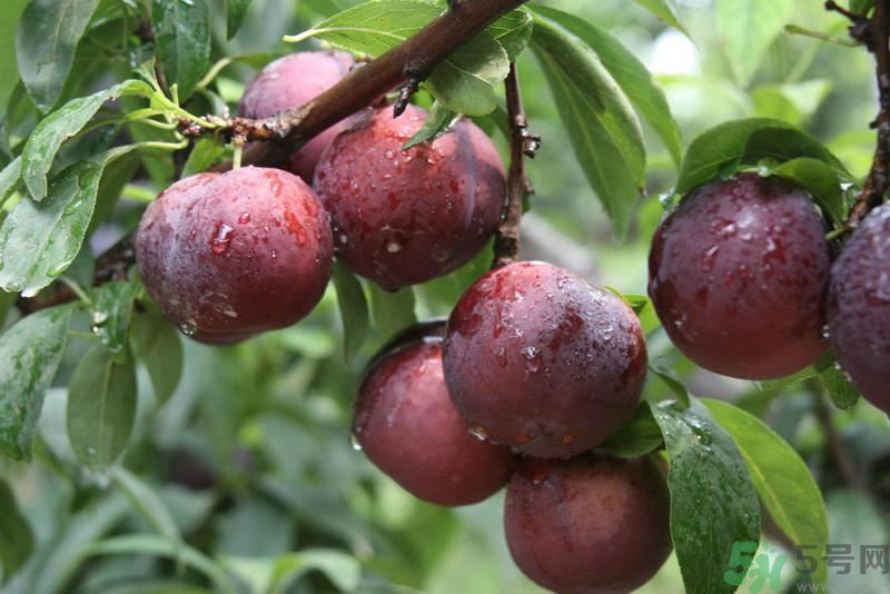 李子是發(fā)物嗎？李子是不是發(fā)物？