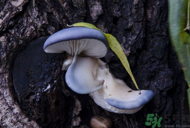 蘑菇能生吃嗎？蘑菇生吃會中毒嗎？