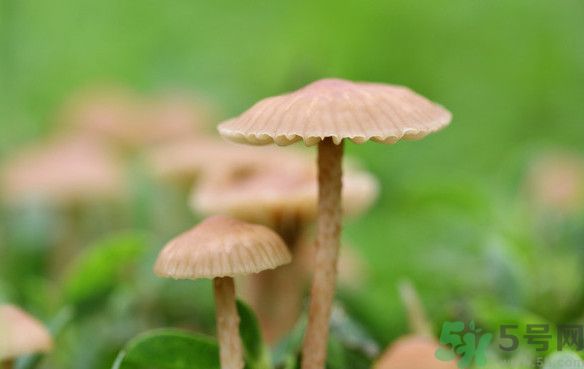 蘑菇能生吃嗎？蘑菇生吃會中毒嗎？