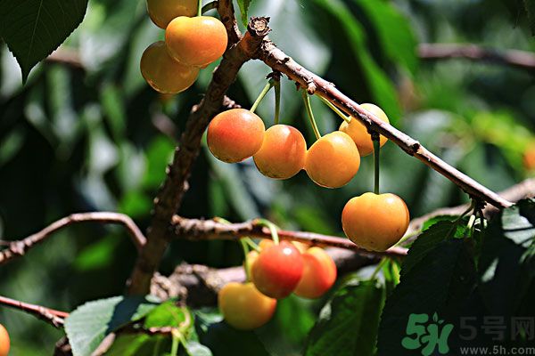 櫻桃枝能治療痛經(jīng)嗎？櫻桃枝的功效與作用